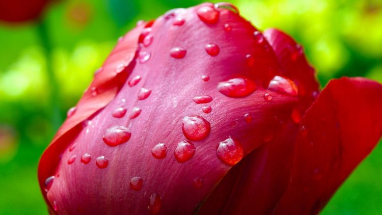 Flor con gotas