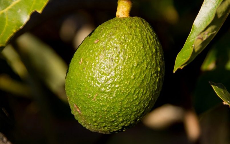 Aguacate en el árbol