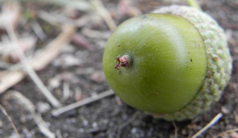 Bellota del roble