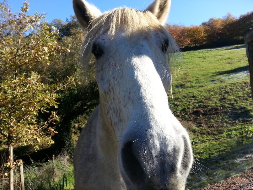 Caballo blanco