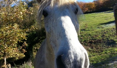 Caballo blanco