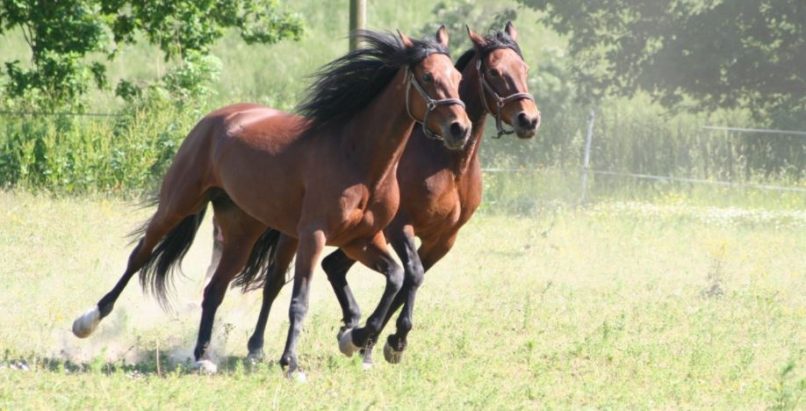 Caballos corriendo