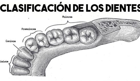 Clasificación de los dientes