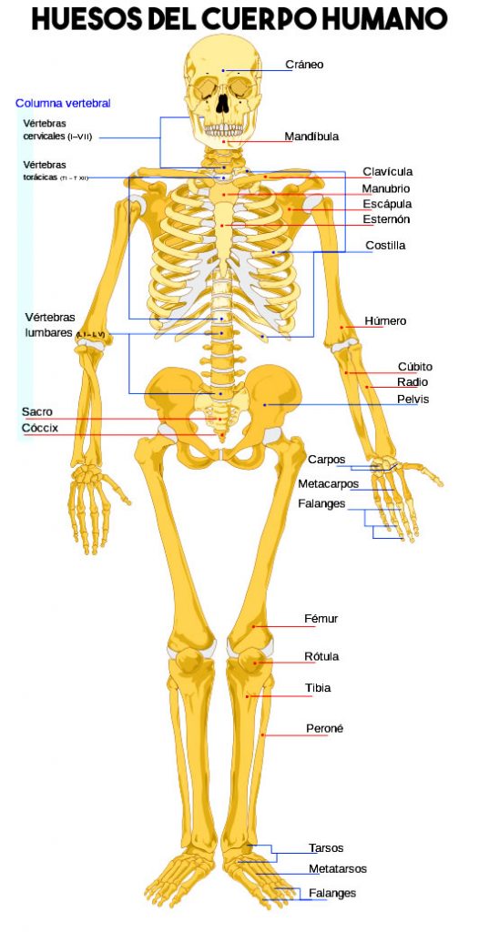 Esqueleto con cada hueso del cuerpo humano