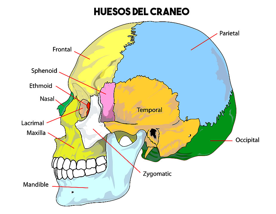 Cuantos Huesos Tiene El Craneo