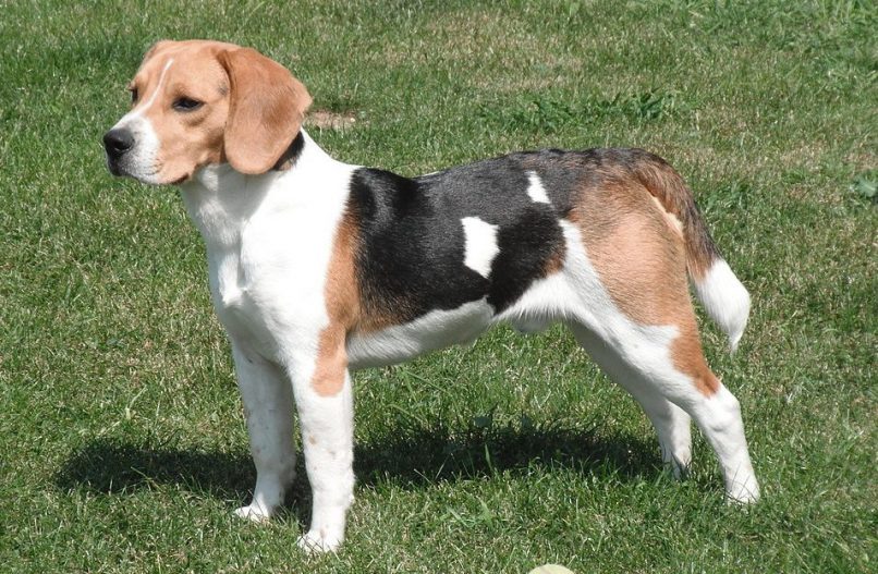 Beagle