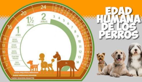 Calculadora de la edad humana de los perros