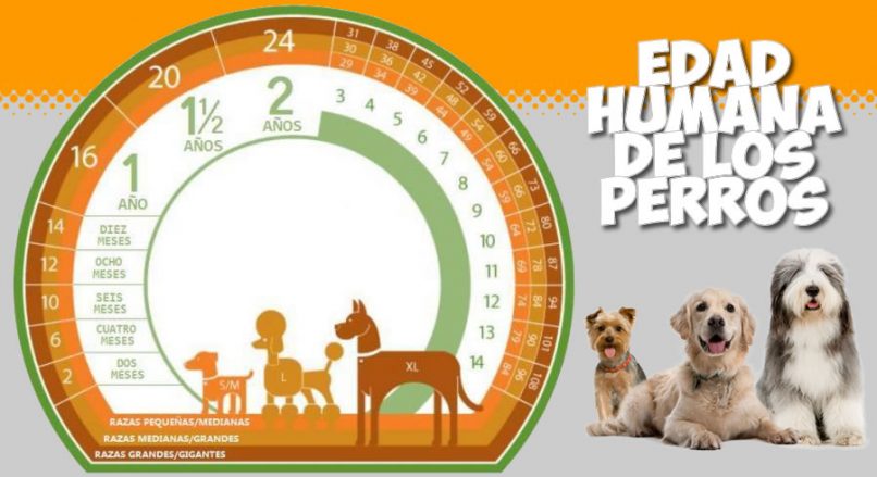 Calculadora de la edad humana de los perros