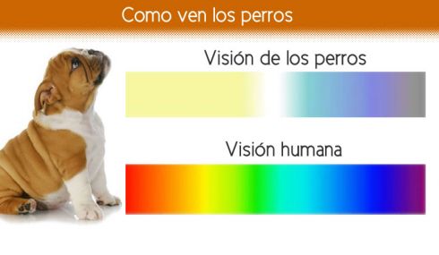 Visión de los perros