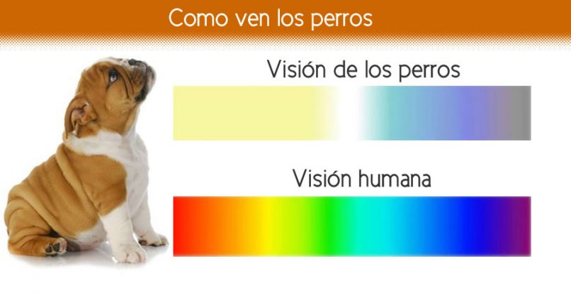 Visión de los perros