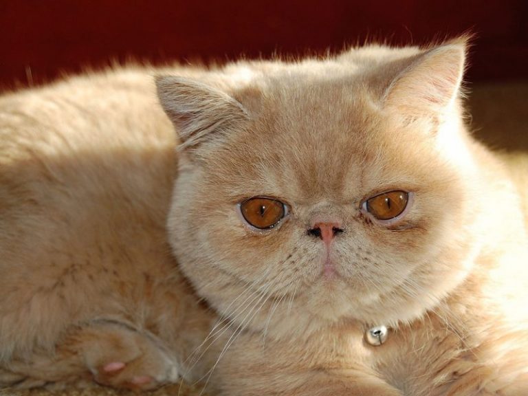 Gatos De La Raza De Garfield