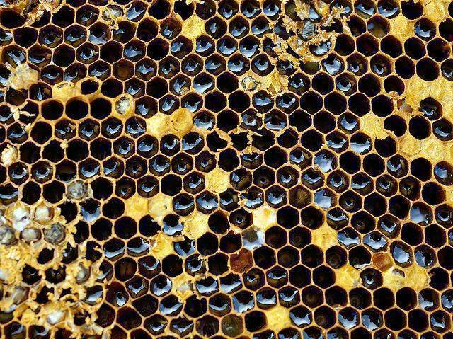 Los panales de abejas pueden generar tripofobia