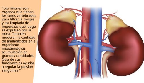 Riñones del cuerpo humano