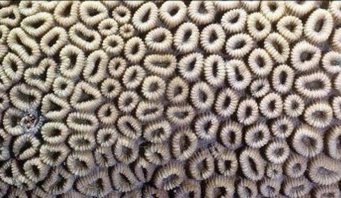 Un coral que da tripofobia