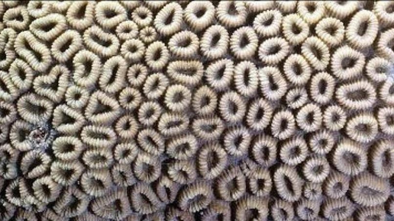 Un coral que da tripofobia