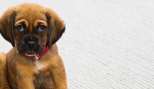 Cachorro de perro muy guapo