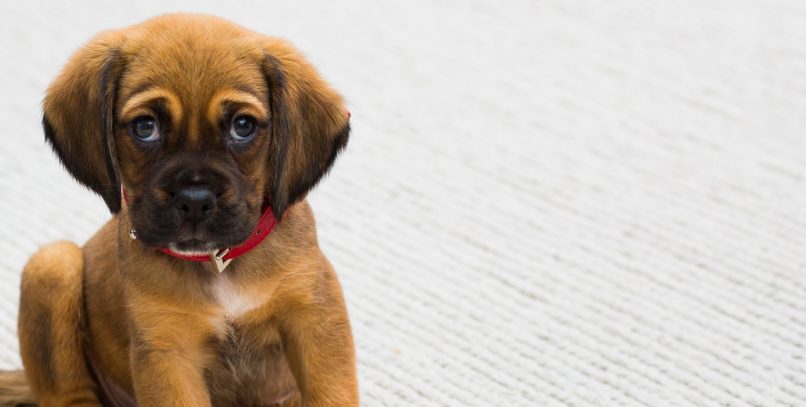 Cachorro de perro muy guapo