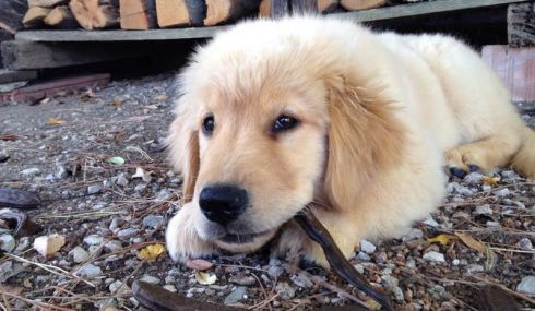 Cachorro de un golden retriever