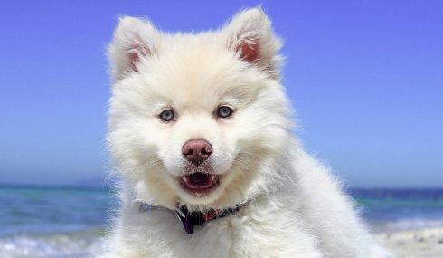 Perro blanco