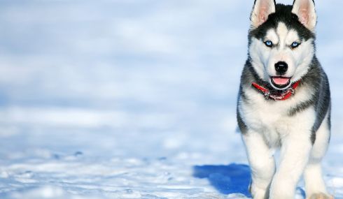 Cachorro de Husky