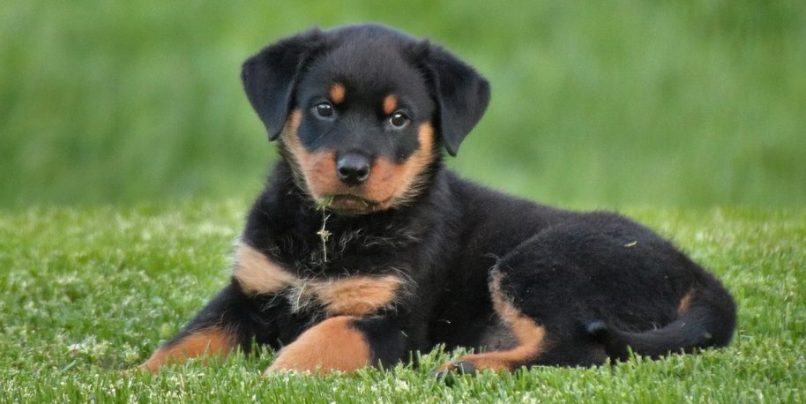 Cachorro de Rottweiler