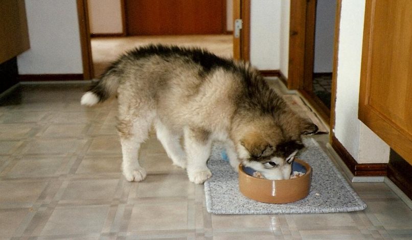 Cachorro de perro comiendo