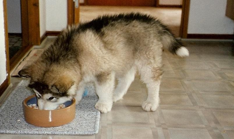 Cachorro de perro comiendo