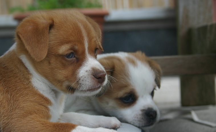Cachorros