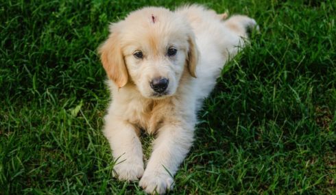 Golden Retriever