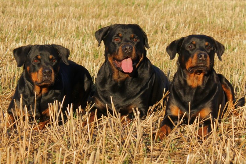 Perros Rottweiler