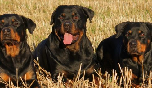 Perros Rottweiler