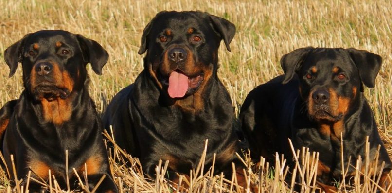 Perros Rottweiler
