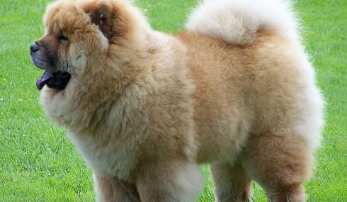 Chow Chow