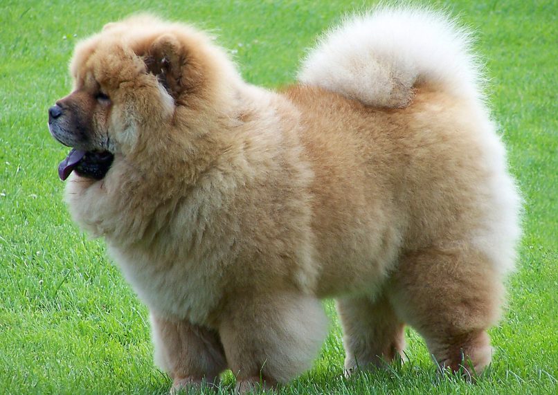 Chow Chow