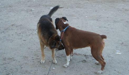 Perros jugando