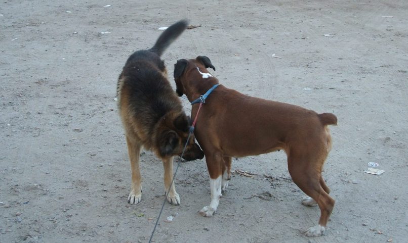 Perros jugando