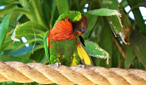 Loro de colores