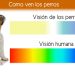 Visión de los perros