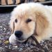Cachorro de un golden retriever