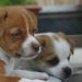 Cachorros