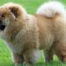 Chow Chow