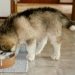 Cachorro de perro comiendo